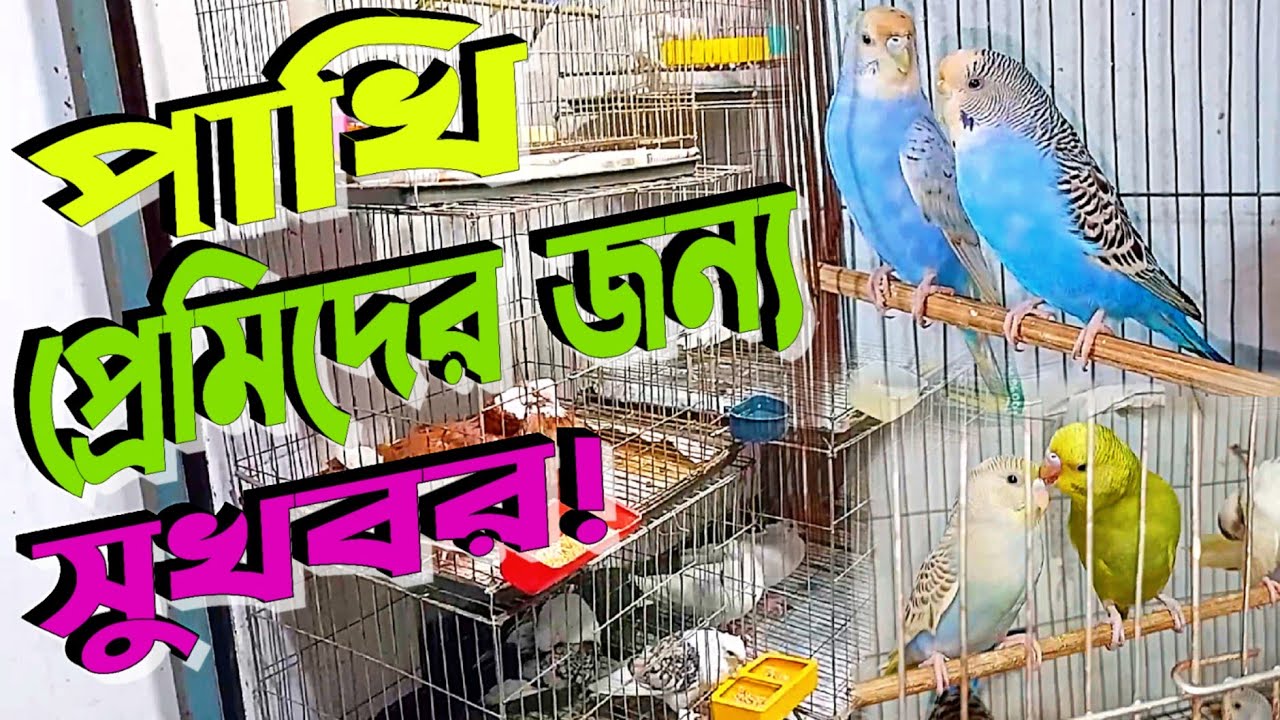দিনাজপুরের পাখি প্রেমিকদের জন্য সুখবর!_Dinajpur birds shop_New Vlog Video_Masud Razzle Voice