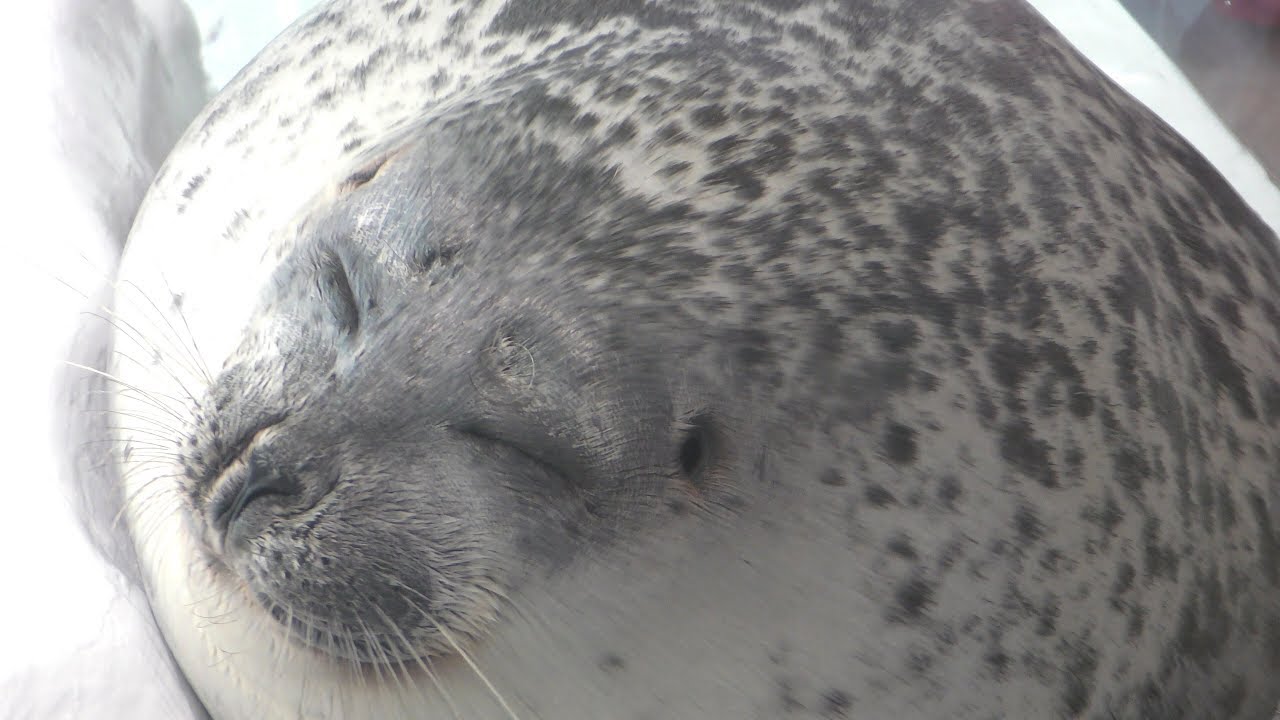 【海遊館】丸いワモンアザラシ　Round ring seal