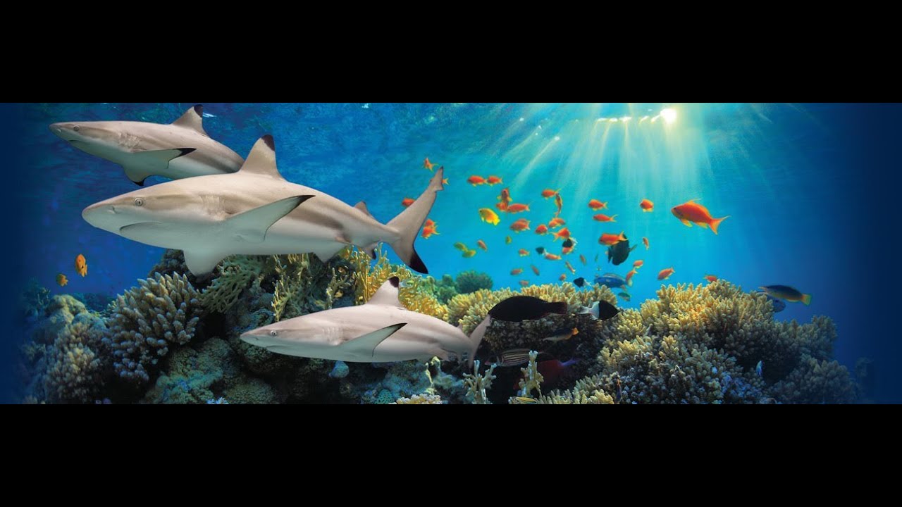 Blacktip Reef: The Journey to Our Grand Opening!