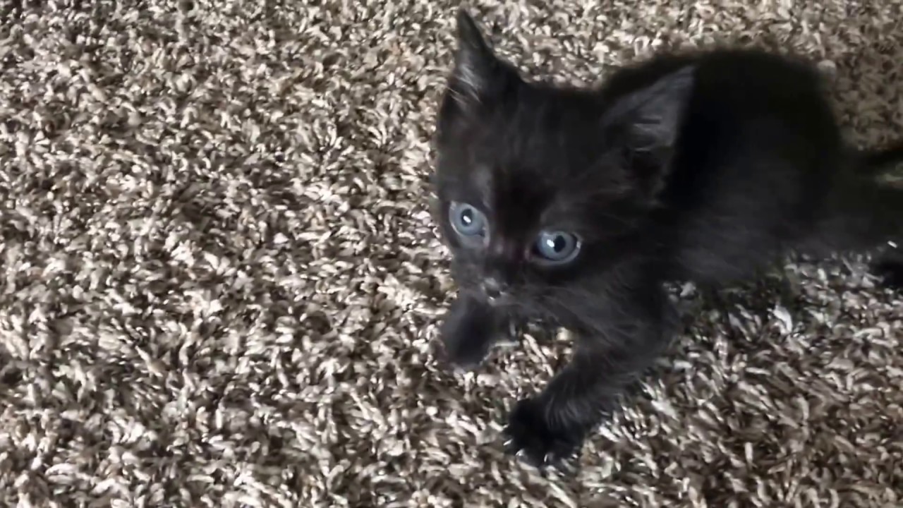 Tiny Kitten is Angry