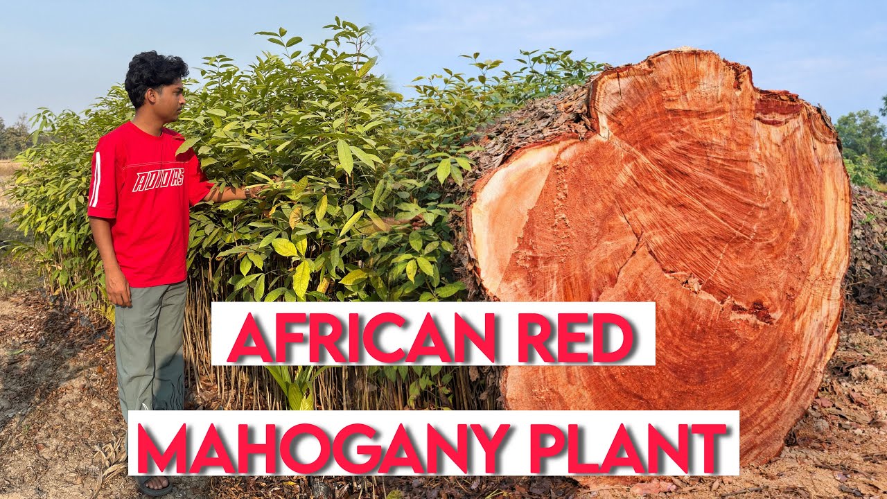 African Red Mahogany Plants for Sale | Khaya Senegalensis Timber Tree | Mahogany Plantation India