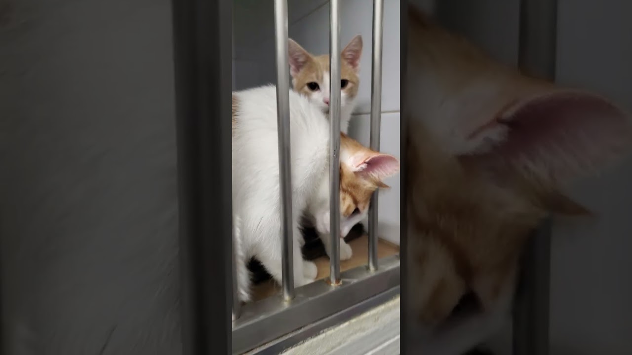 Аманда и Цветочек #cat