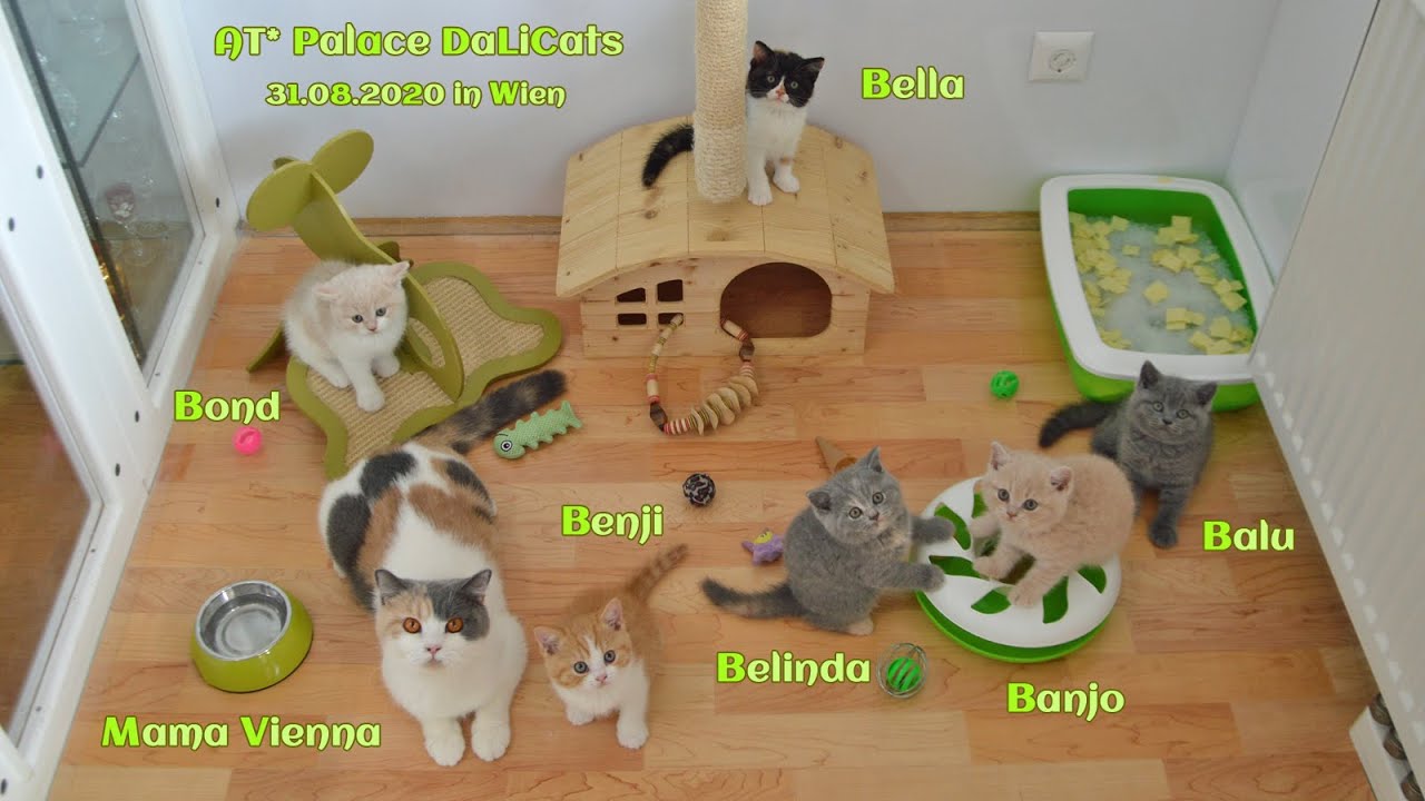 AT* Palace DaLiCats ❤ Babys B ❤ *15.07.2020 ❤ British Shorthair ❤ 50 days old