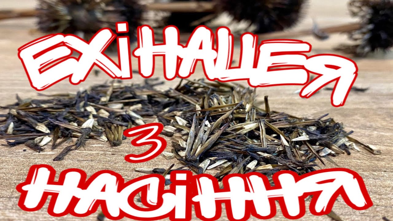 #ехінацея з насіння у січні #2026 #plants 