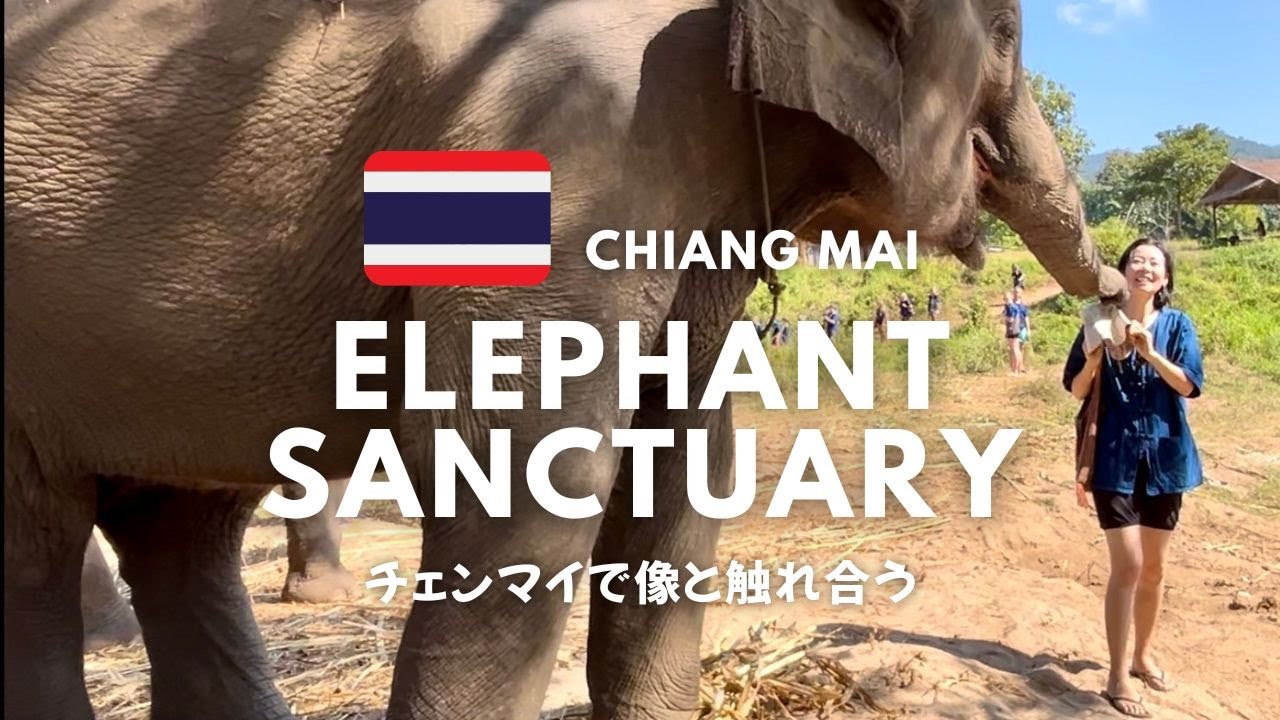 Thailand♡ チェンマイで象に会ってきたよ！