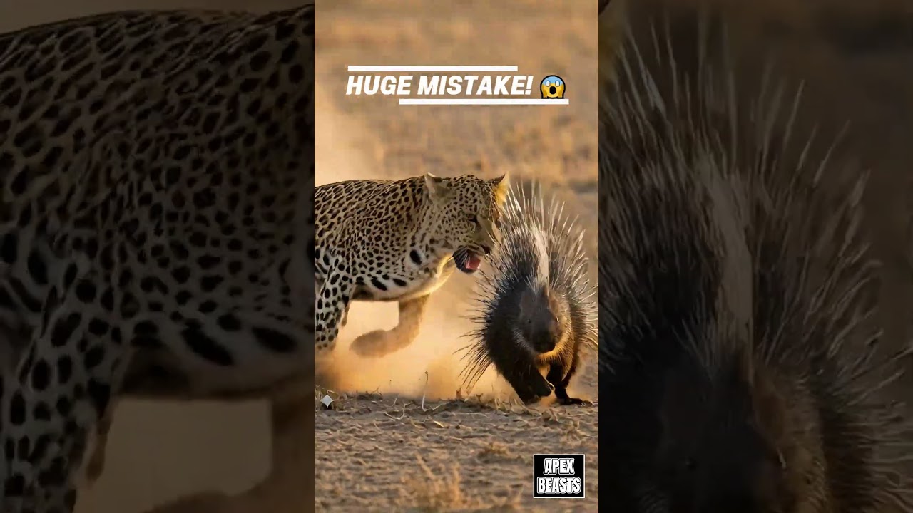 The Most PAINFUL Mistake a Leopard Can Make