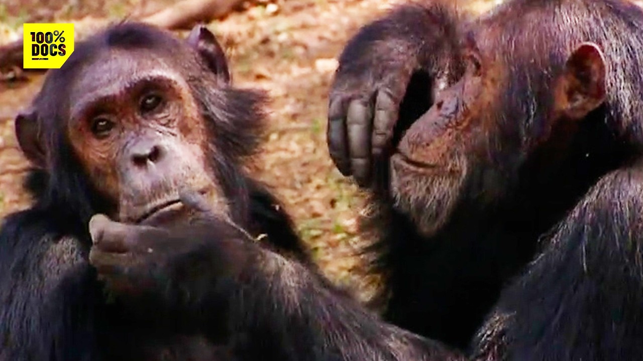 Elle éduque ces enfants avec des SINGES