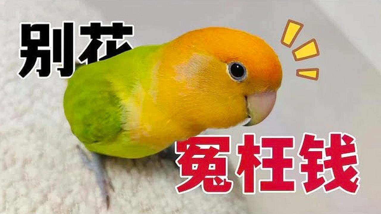 这些鹦鹉用品养鸟新手极易踩坑！千万别花冤枉钱！
