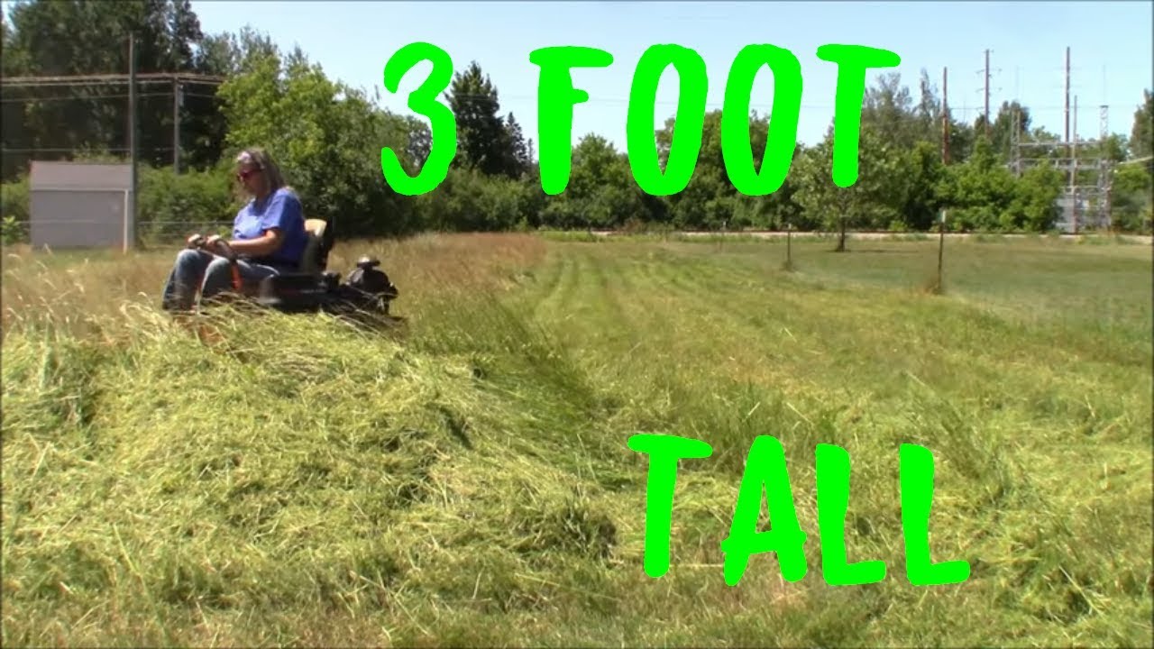 Mowing Down 3 Foot Tall Thick Grass (Satisfying)
