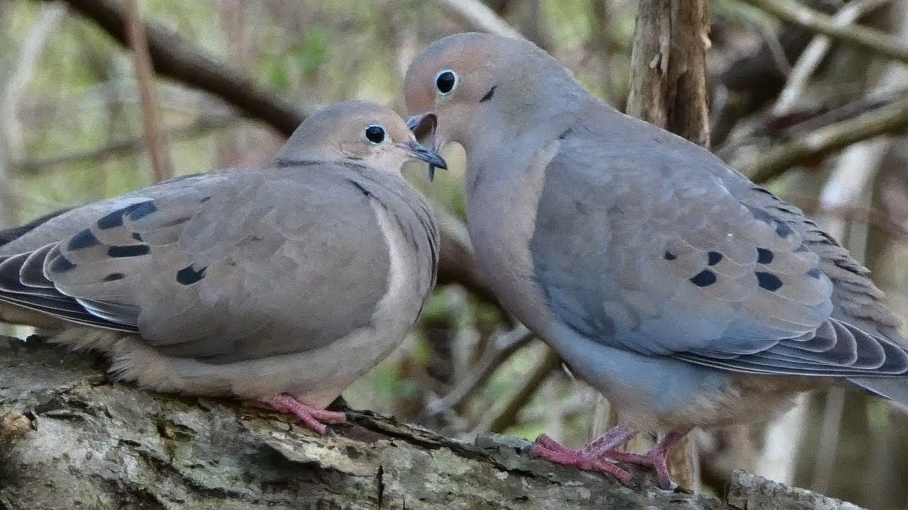 Mourning dove bird Courtship and Mating Ritual