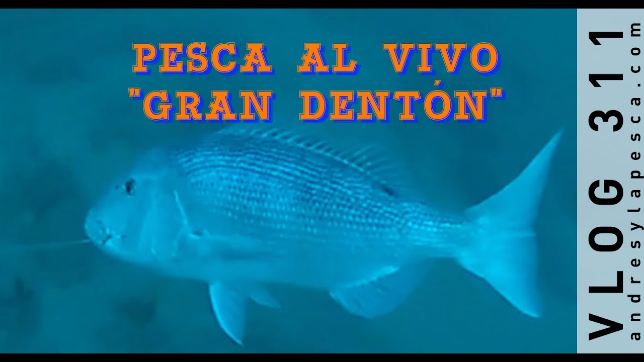 PESCA AL VIVO 