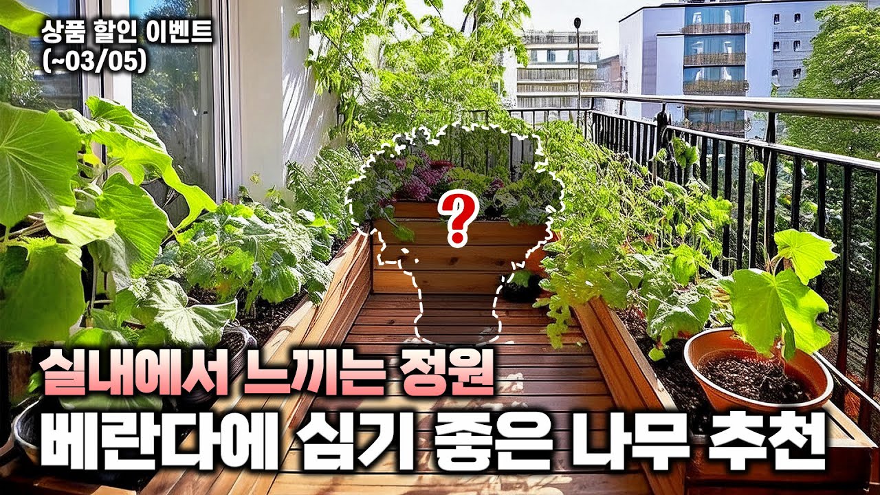 베란다에서도 나무를 키우고 싶다면?🌲실내에서 키우기 좋은 나무 5종 추천드려요‼️할인 & 댓글이벤트까지