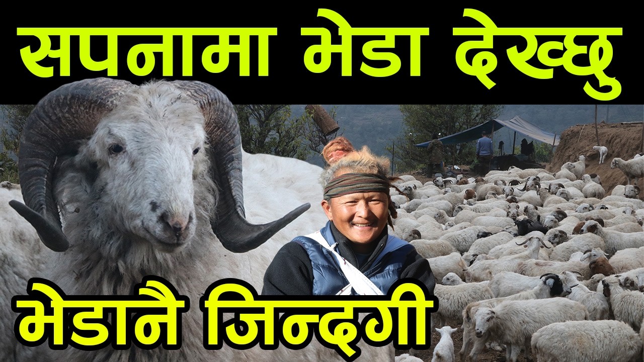 भेडाकै सपना देख्ने थकाली दाई भन्छन्, 'भेडा नै मेरो जिन्दगी हो' ||kiranpaudel