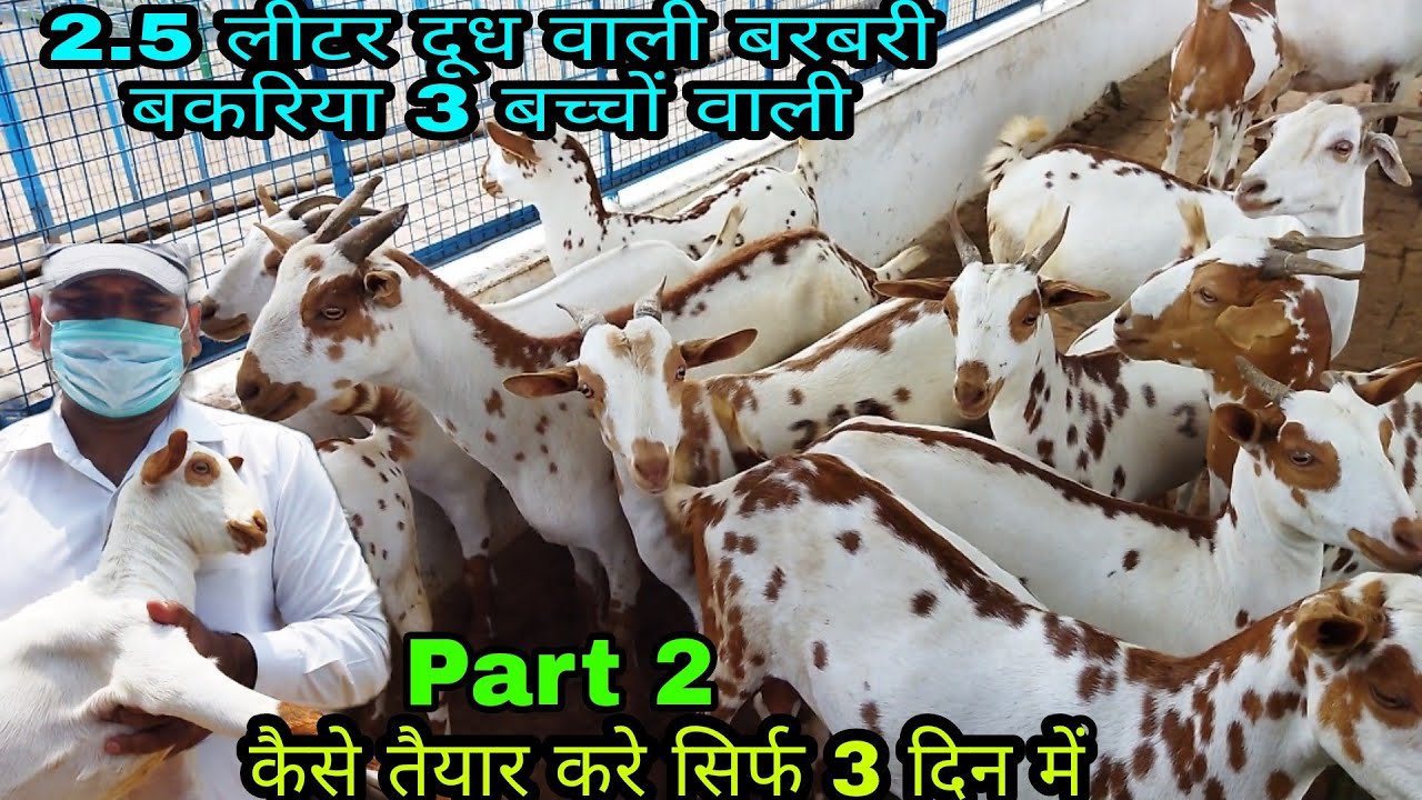 Part 2 STAR SCIENTIFIC GOAT FARMING MATHURA UP 8077727948