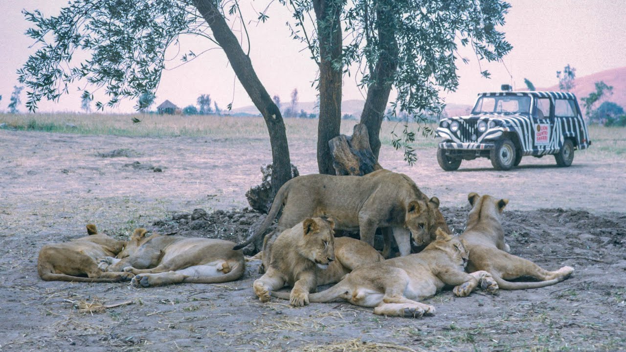 Lion Country Safari in Irvine, California - July 1970