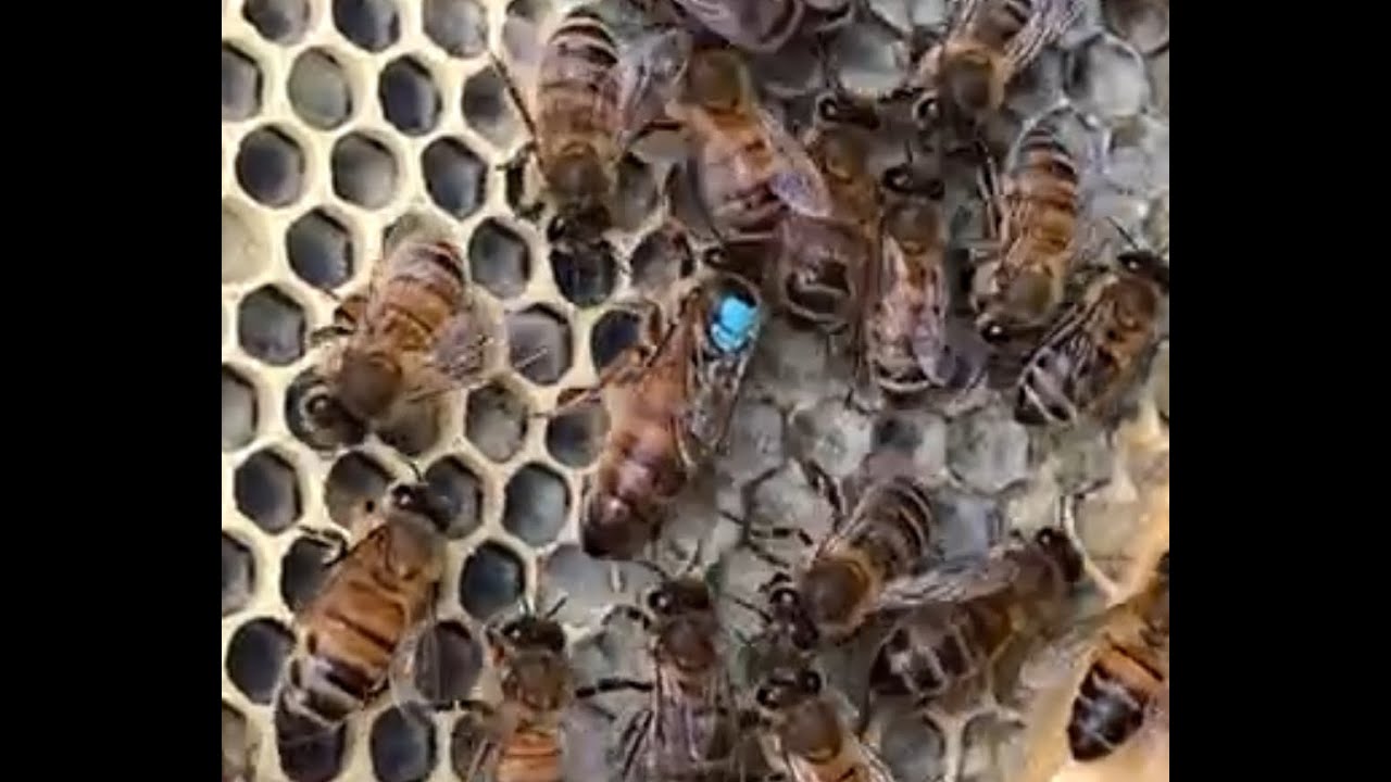 18:08:2025 BEES The bees are drawing out the wax on the plastic foundation.