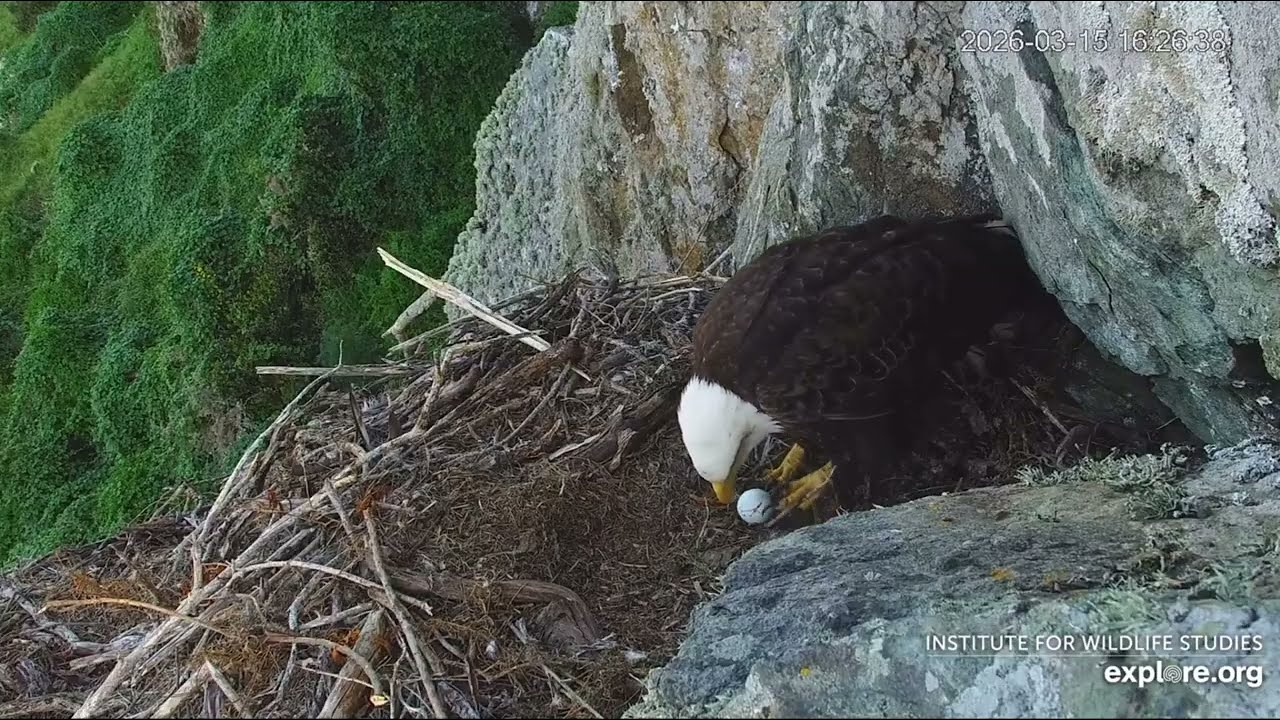 Bald Eagle ‘F’ Lays Her First Ever Known Egg WEL 03/15/2026 explore.org