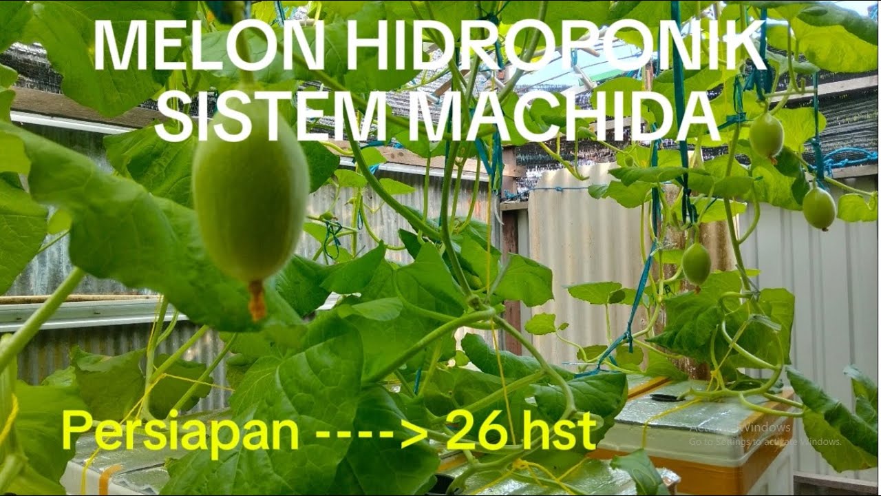 Melon Hidroponik Sistem Machida (1)