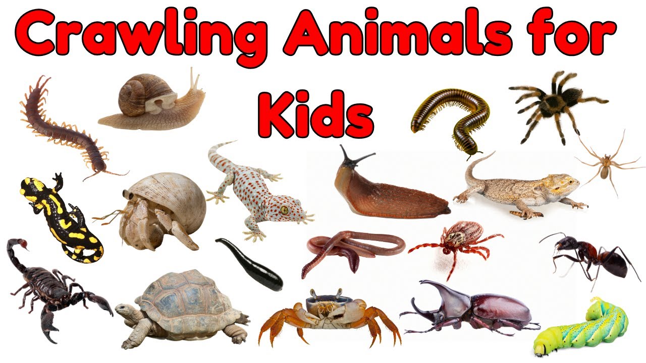 Crawling Animals for Kids | Crawling Creatures Vocabulary | Animal Names and Vocabulary Learning Fun