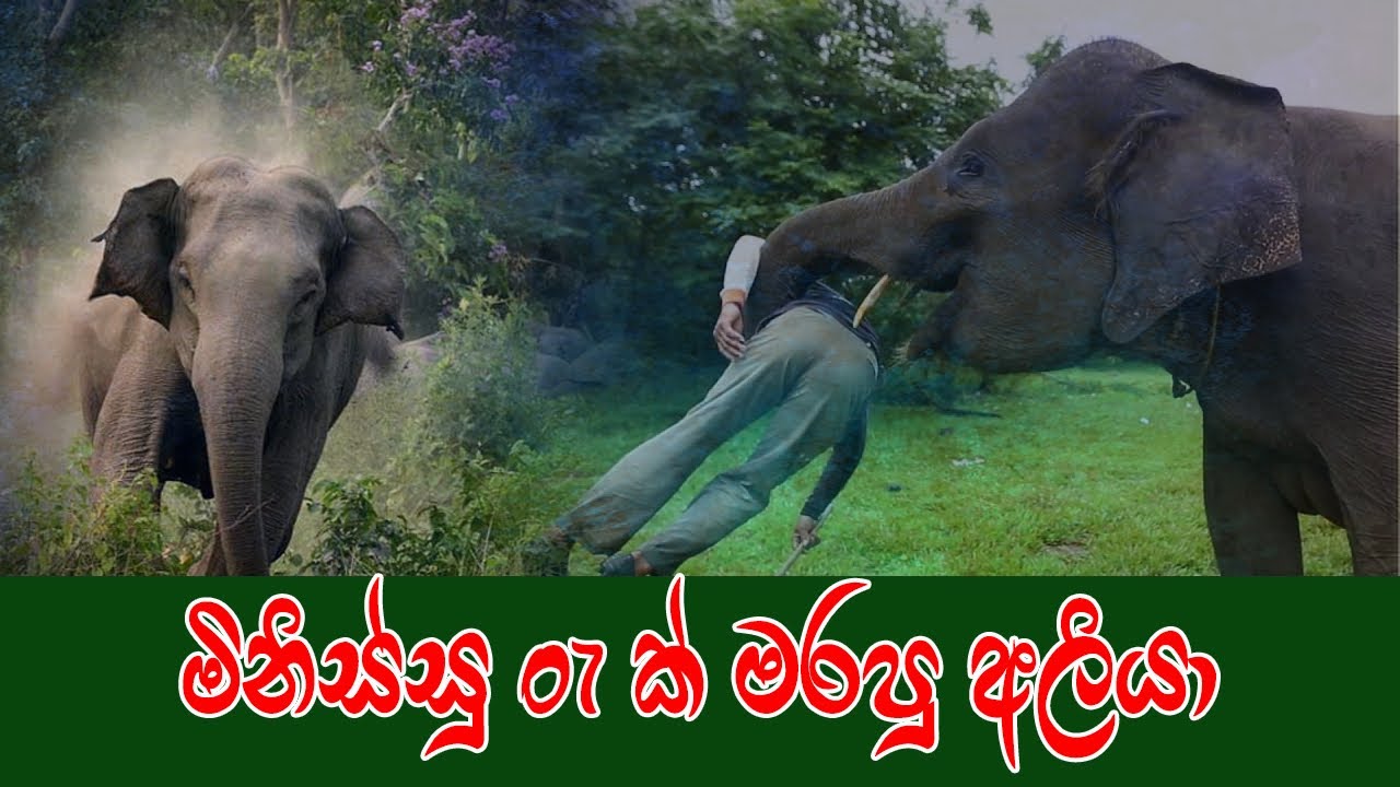 දරැණුම විදිහට වද දිලා මිනිස්සු 07 ක් මරපු කතරගම මද්දු අලි හැබැයි අදත් ලස්සනට පෙරහැර කරනවා 