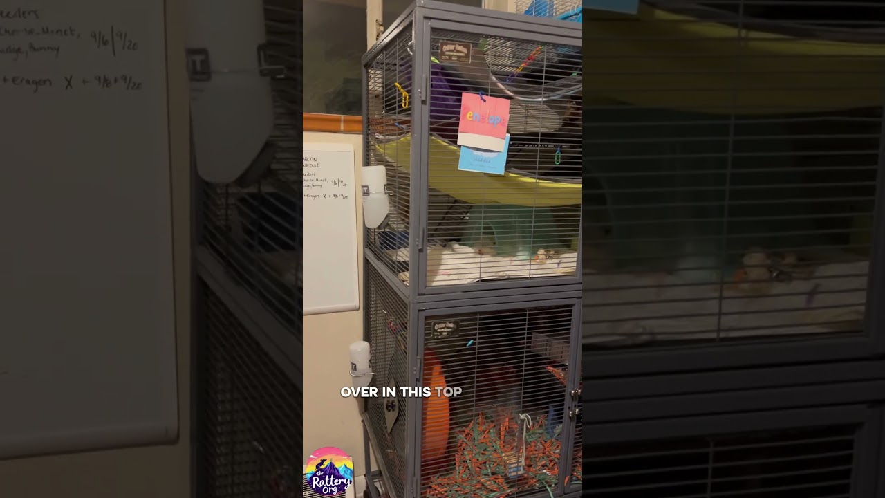 Take a closer look inside our rat room, located in Denver, CO #ratroom #denver #colorado #rattery