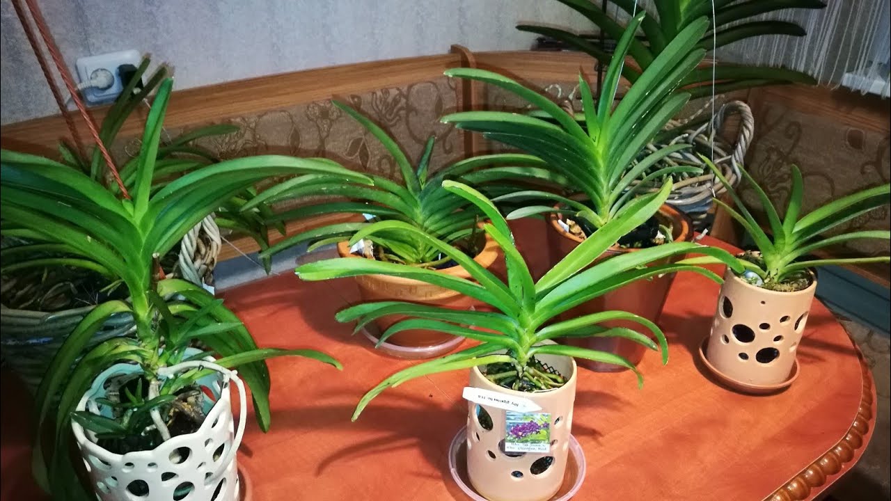 RHYNCHOSTYLIS ,RHYNCHORIDES  ОБЗОР.