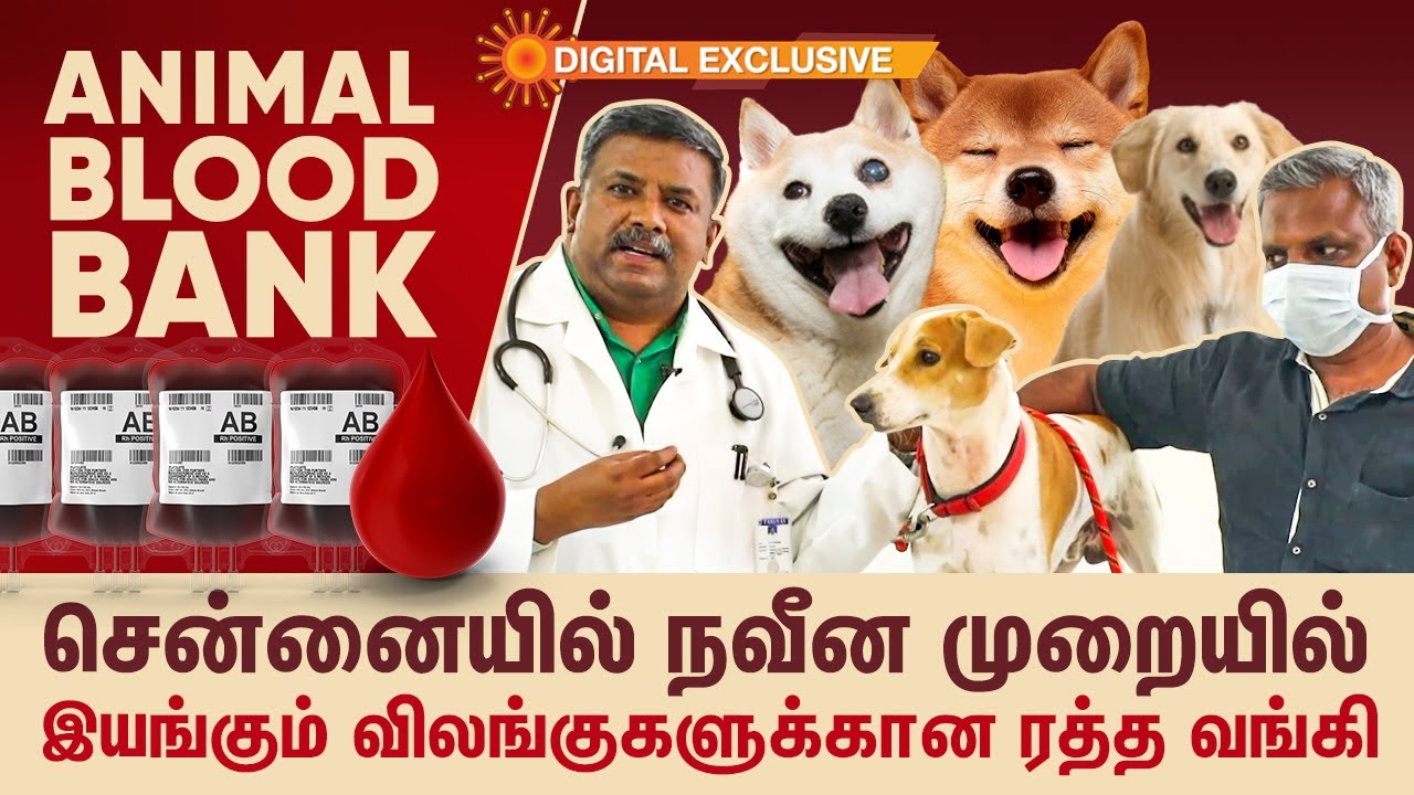 சென்னையில் நவீன முறையில் இயங்கும் விலங்குகளுக்கான ரத்த வங்கி! | Animal Blood Bank | TANUVAS