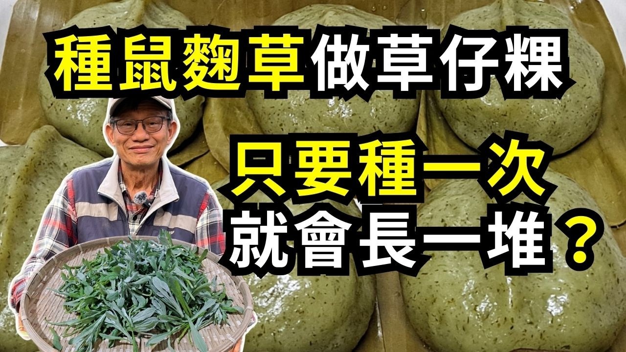 種鼠麴草做古早味草仔粿，什麼時候剪最嫩？不要整棵拔起來，只要種過一次，每年都可以做草仔粿吃了| 阿星種植