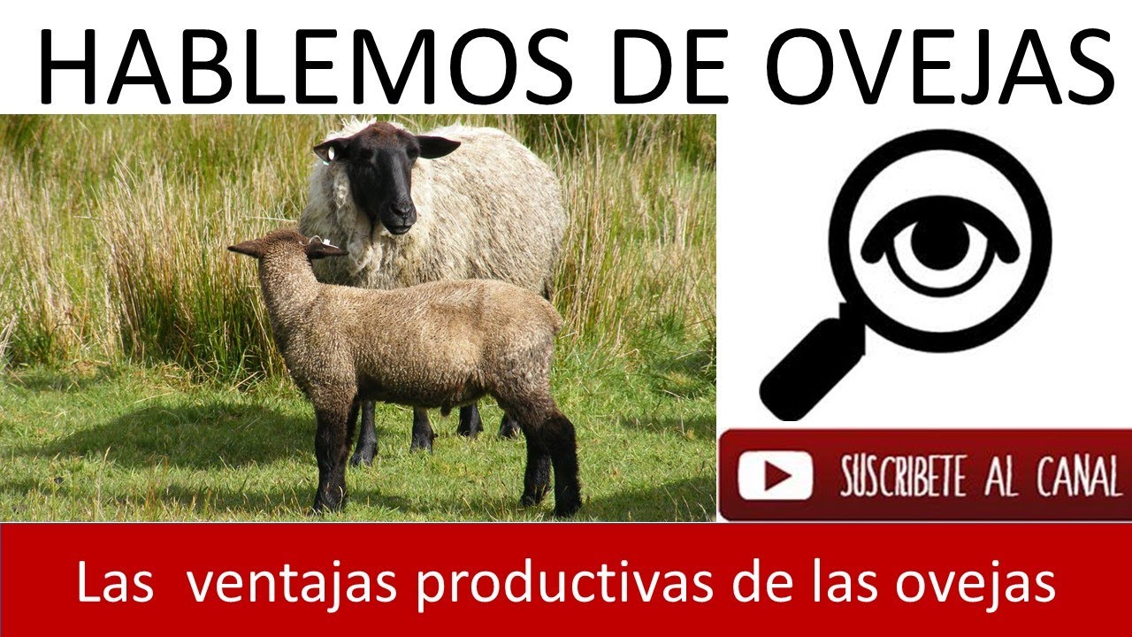 1- LAS HABILIDADES DE LAS OVEJAS