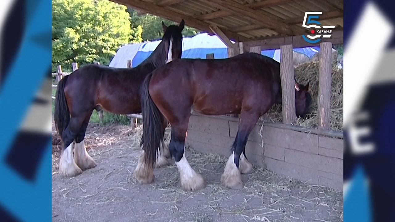 Najveći konji na svetu 1.000 kg težine - gaji ih iz ljubavi
