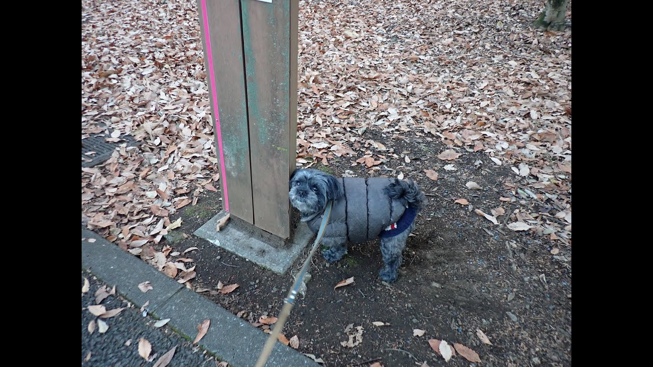 ポティ No.190 久しぶりの府中の森公園
