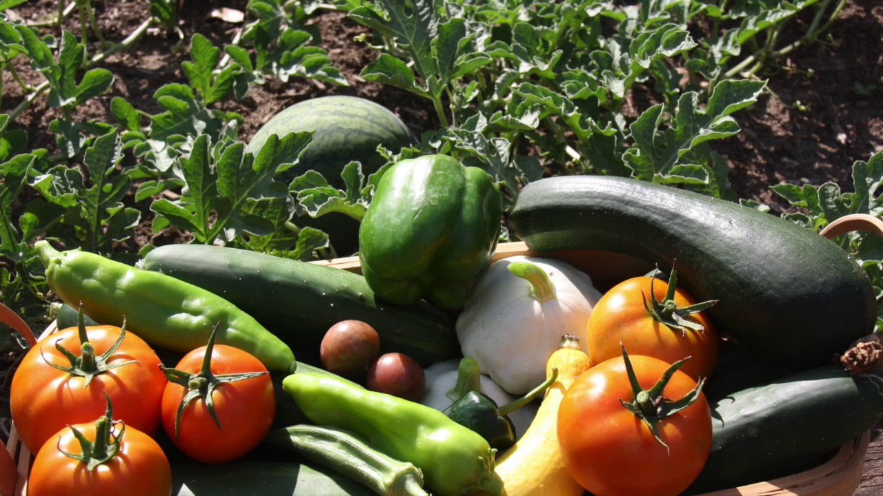 Pollinator Protection Educational Video: Organic Farmers