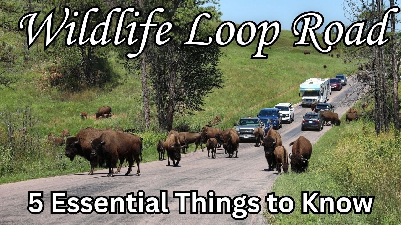 Custer State Park Wildlife Loop Road Tips | Everything You Need to Know Before You Go