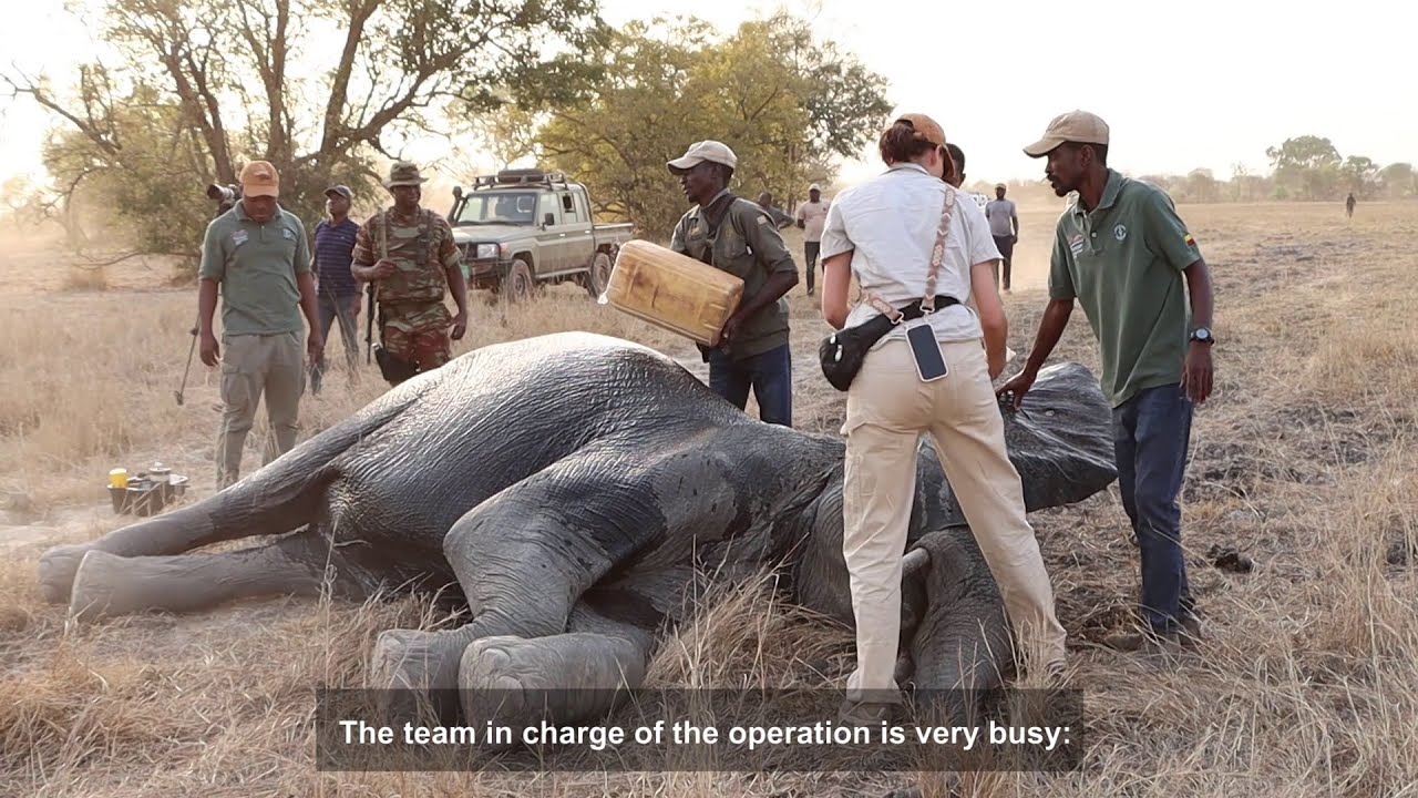 Pose de colliers GPS aux éléphants et translocation d'antilopes dans les Parcs Pendjari et W-Bénin