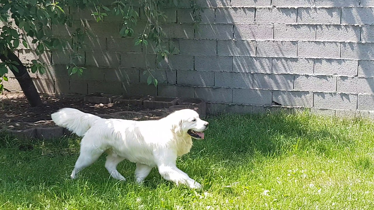 Some of the Retrievers at Clear Passion kennel