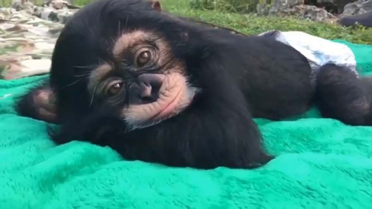 Cute Monkeys Part #14 - Relaxing moment of Baby Monkeys 2018