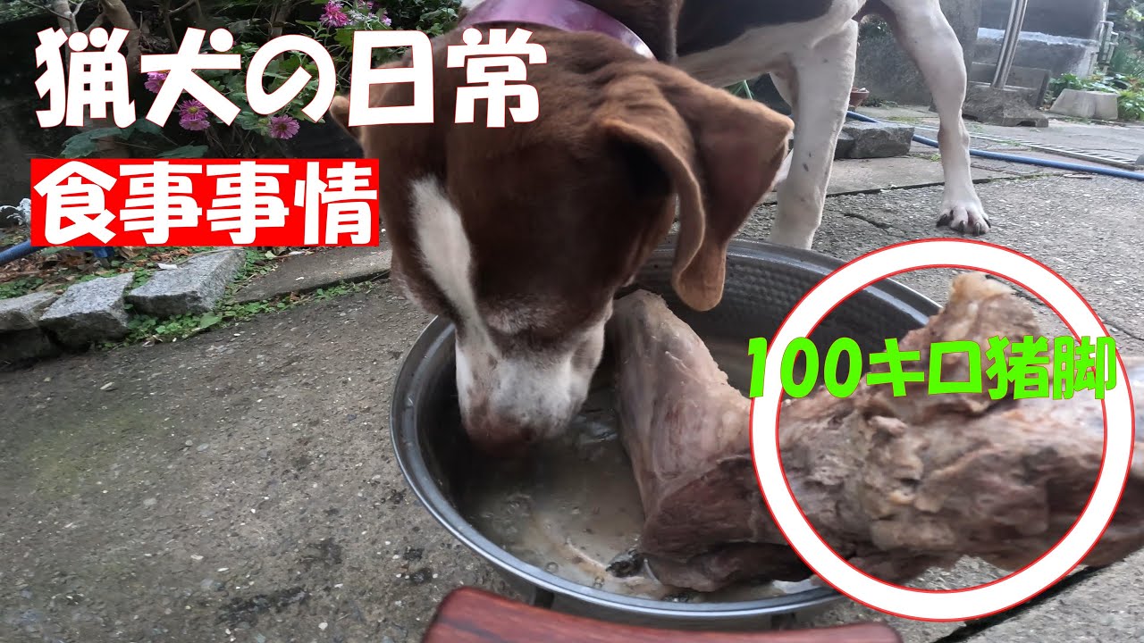 猟犬の日常　食事事情