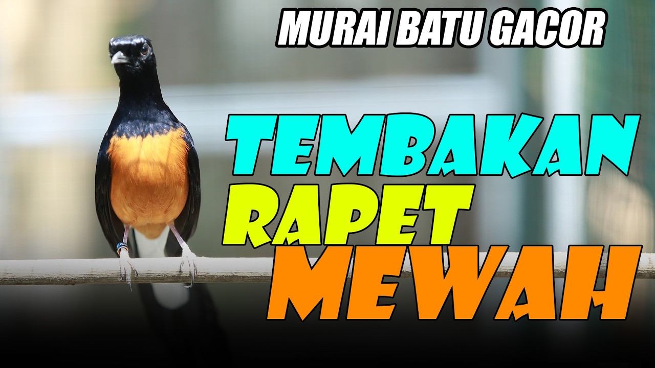 GACOR !! MURAI BATU ISIAN SADIS SUPER RAPET ISIAN MEWAH