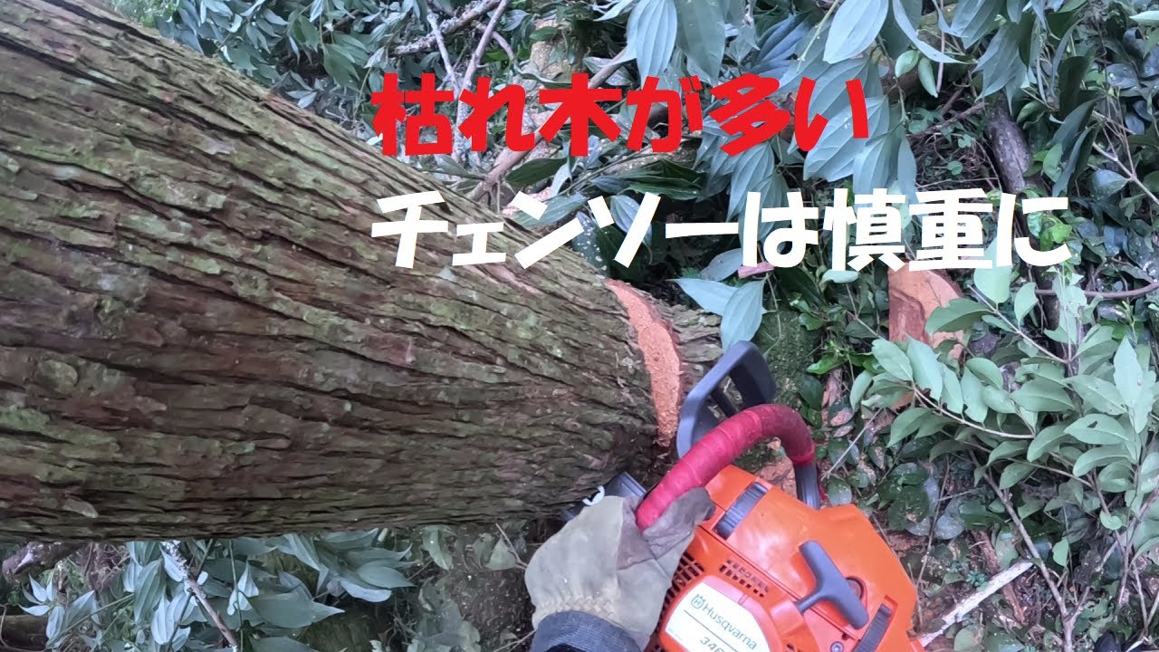 狭い所を3か所程間伐