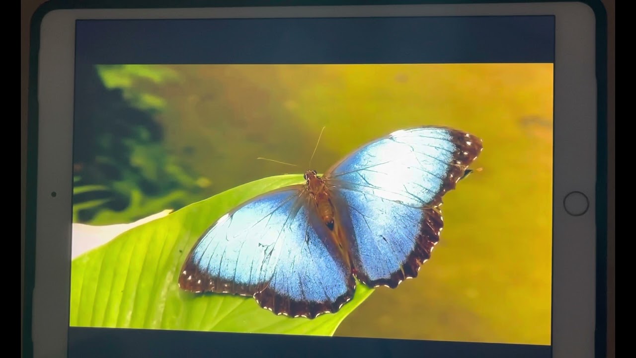 فيزياء 3 ( التداخل في الاغشية الرقيقة شرح فراشة المورفو)