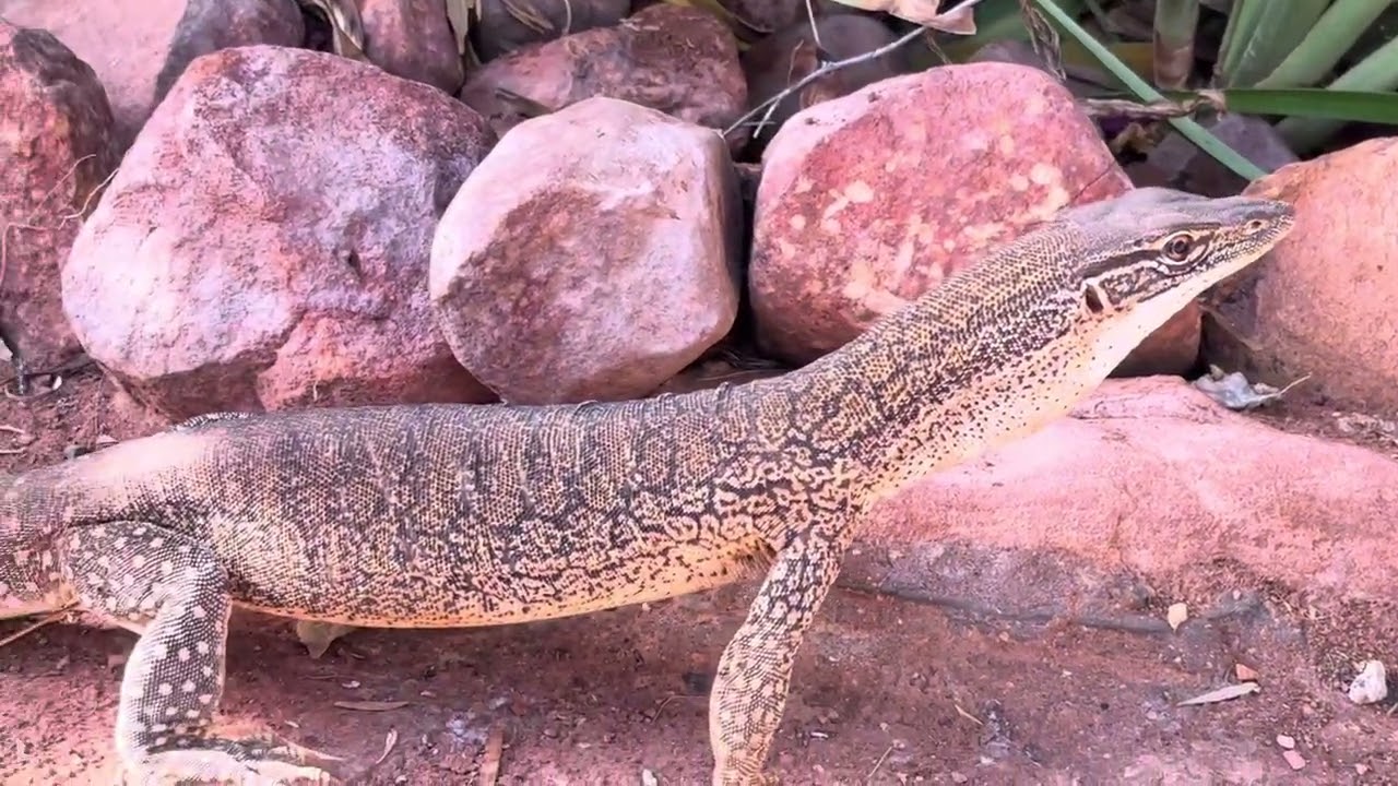 Herping Central Australia, 2025