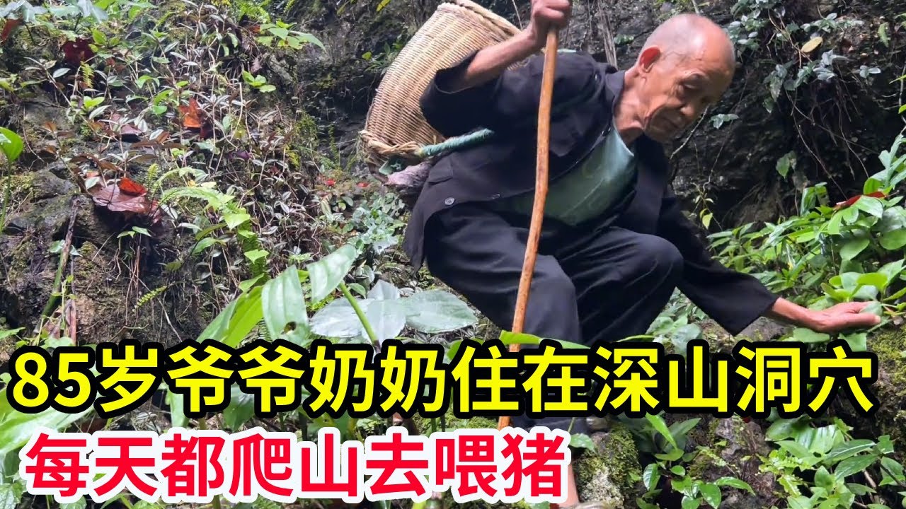 85岁爷爷奶奶住在深山洞穴，每天都爬山去喂猪，用南瓜野菜一天喂一顿【山农乐哥】