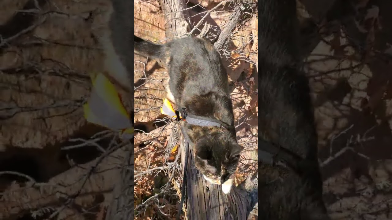 Minimally edited video of Toffee enjoying the land