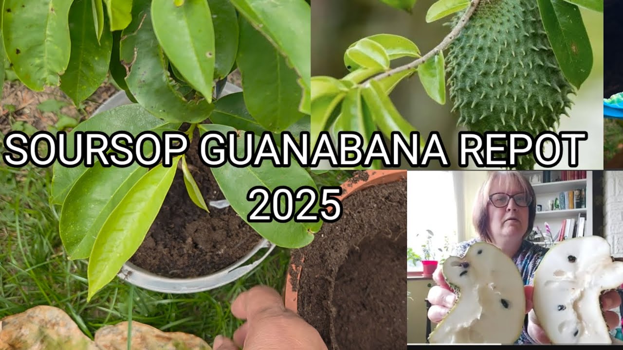 SOURSOP GUANABANA REPOT 2025  🇬🇧 
