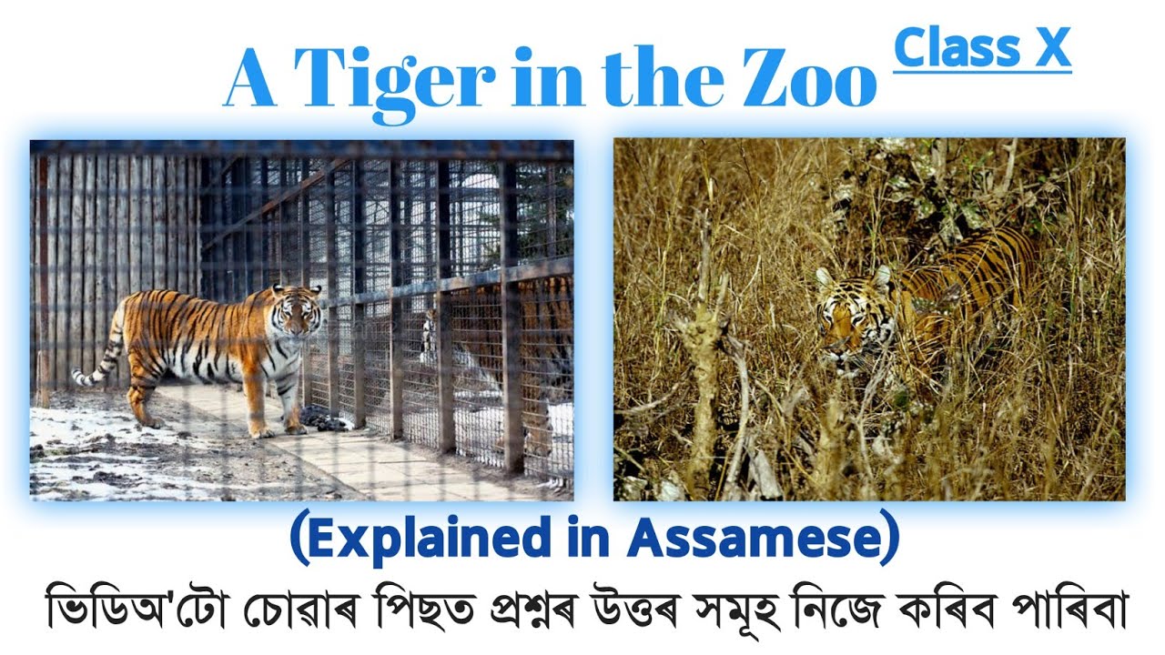 A Tiger in the Zoo | Class X | SEBA | CBSC| Explained in Assamese| Question's Answers| You can learn