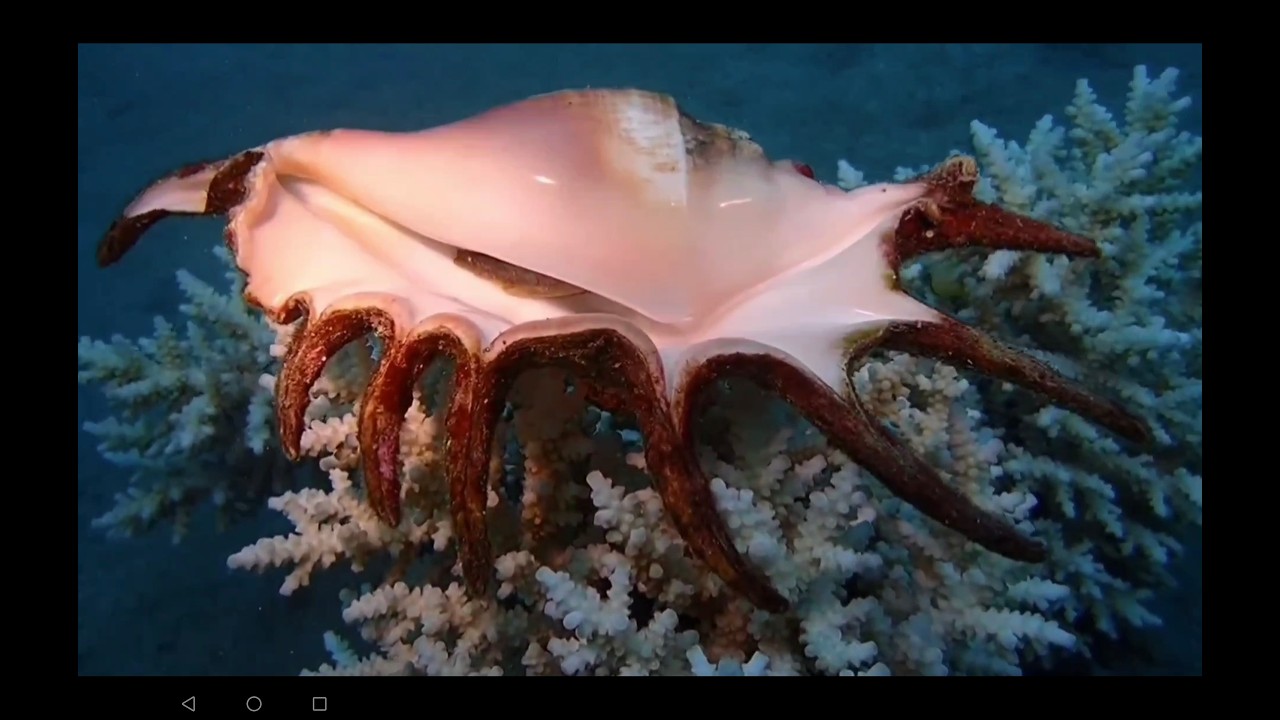 Egypt, Shams Alam Beach Resort, the largest City of sea anemones.