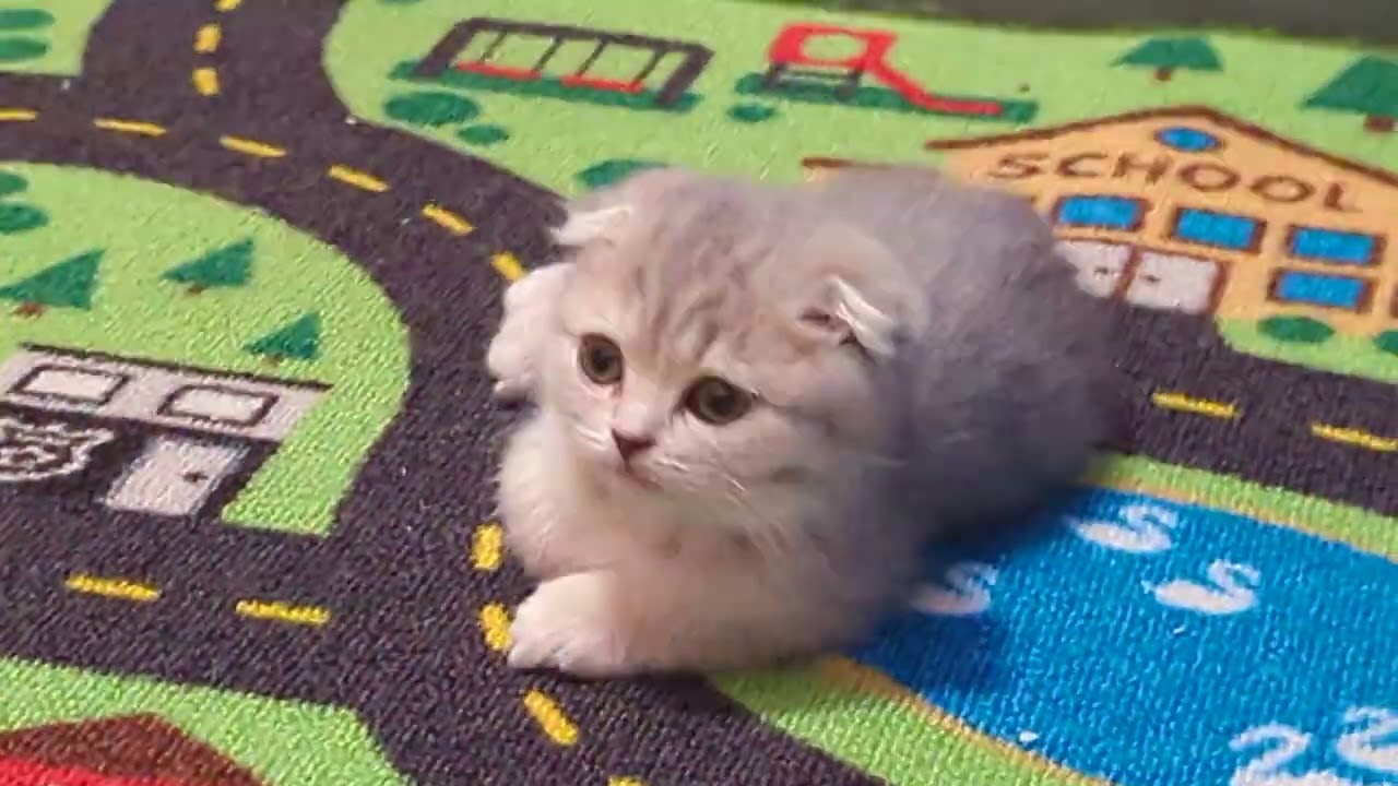 3 minutes of Lovie cuteness