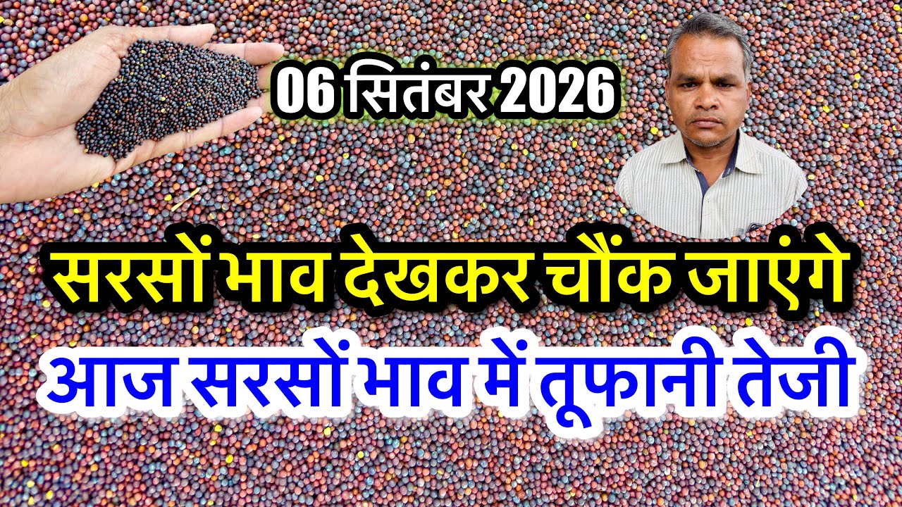 सरसों में तूफानी तेजी! Aaj Ka Sarson Ka Bhav, Sarso Ka Rate Today, ताजा सरसों भाव अलवर भरतपुर मंडी