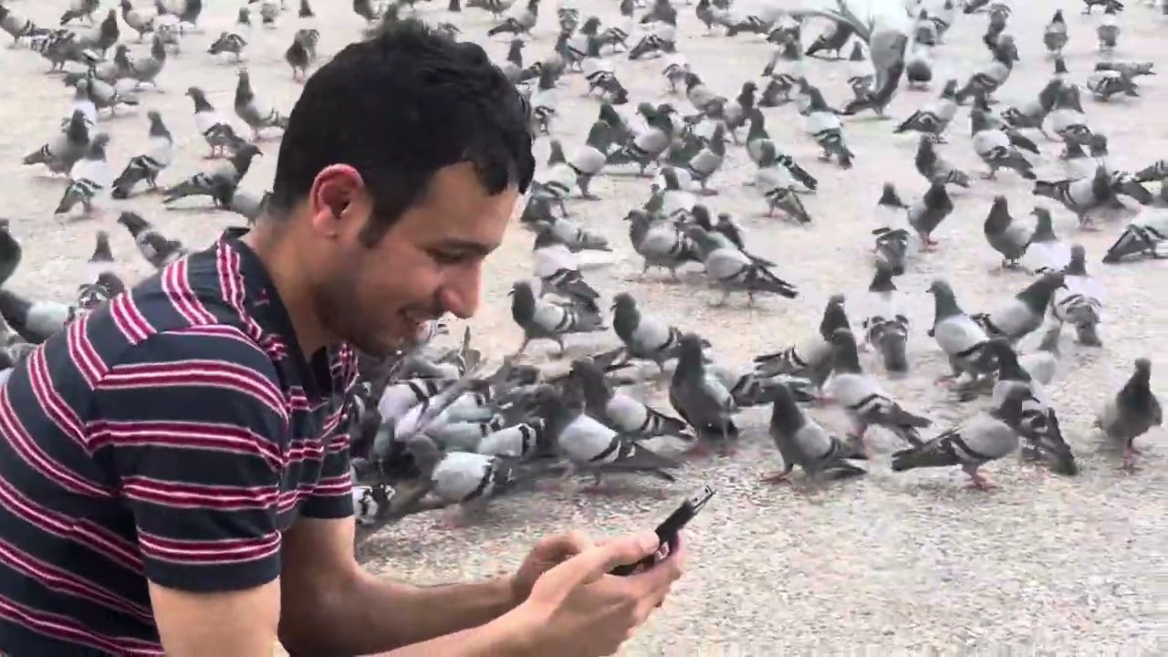 #mashallah streets of Makkah full of birds ibrahim khalil road #viral #video #mashallah #travel