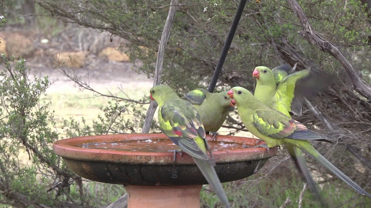 A feast of parrots! Beautiful Regent Parrots drinking together at a birdbath